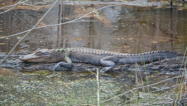 American Alligator Jalá Pplensis Savannah National Wildlife Refuge Hardeeville Jasper —  Fotos de Stock