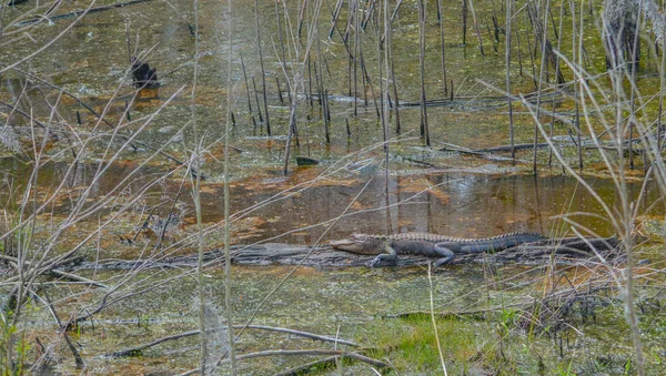 Amerikaanse Alligator Mississipplensis Savannah National Wildlife Refuge Hardeeville Jasper County — Stockfoto