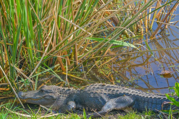 American Alligator Mississipplensis Savannah National Wildlife Refuge Hardeeville Contea Jasper — Foto Stock