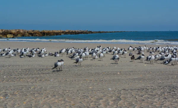 Śmiejący Się Mewy Leucophaeus Atricilla Mieście Fernandina Beach Park Fort — Zdjęcie stockowe