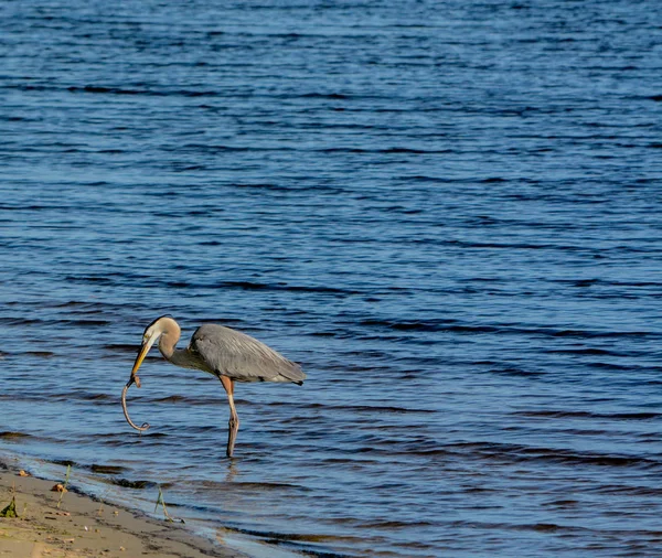 Great Blue Heron Matando Comendo Uma Boa Serpente Lago Okeechobee — Fotografia de Stock