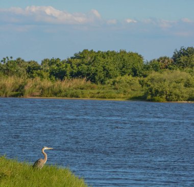 Büyük Mavi Balıkçıl Okeechobee County Okeechobee Gölü bakan, Okeechobee, Florida Abd 