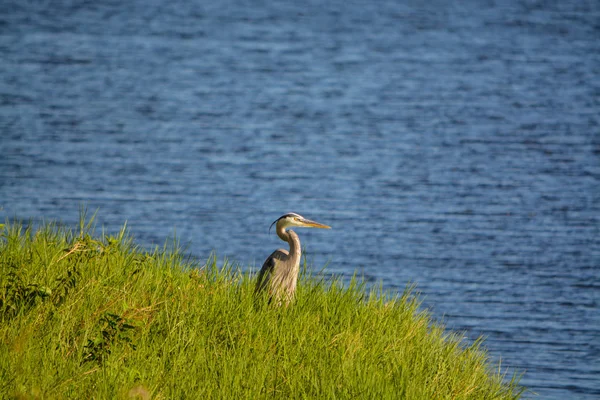 Great Blue Heron Looking Okeechobee Lake Okeechobee County Okeechobee Florida — Stock Photo, Image