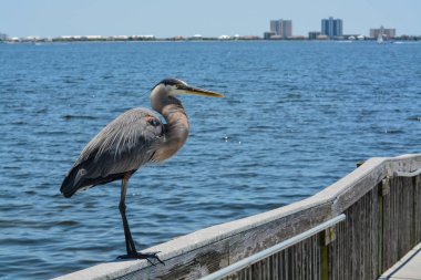 Santa Rosa County Florida Gulf Breeze City Park'ta bir korkuluk üzerinde duran Büyük Mavi Balıkçıl, Meksika Körfezi, Abd