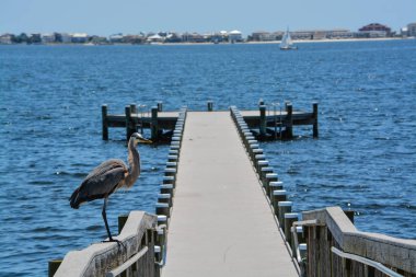 Santa Rosa County Florida Gulf Breeze City Park'ta bir korkuluk üzerinde duran Büyük Mavi Balıkçıl, Meksika Körfezi, Abd