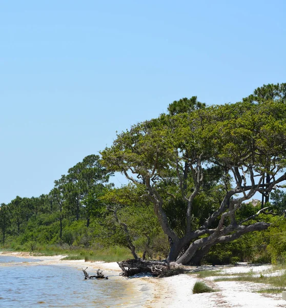 Grande Airone Blu Piedi Una Ringhiera Gulf Breeze City Park — Foto Stock