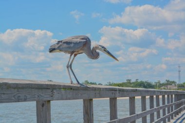 A Great Blue Heron sees a fish to eat on the fishing pier at Gulf Port, Harrison County Mississippi, Gulf of Mexico USA clipart