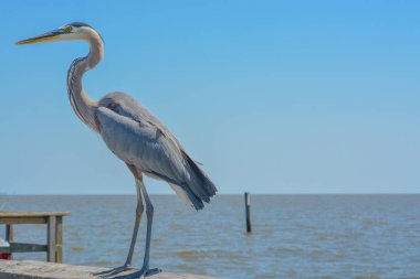 A Great Blue Heron eats a fish on the fishing pier at Gulf Port, Harrison County Mississippi, Gulf of Mexico USA clipart