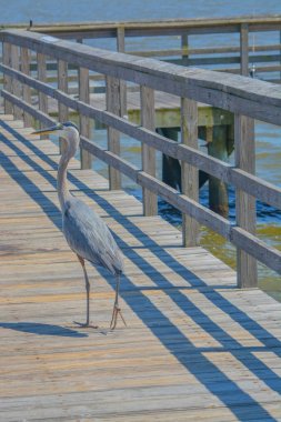 A Great Blue Heron Gulf Port, Harrison County Mississippi, Meksika Körfezi Abd'de balıkçılık iskelesi üzerinde bir balık yiyor