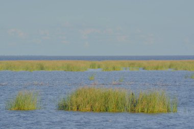 Okeechobee Gölü kıyıları Okeechobee County, Florida, Usa.