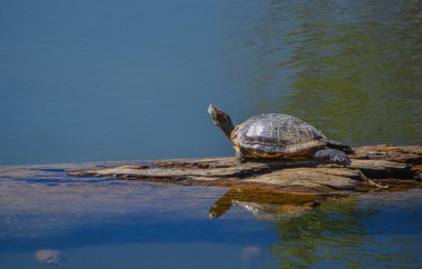 Turtle, Trachemys Scripta, Luchs Gölü 'nde güneşlenen bir gölet kaydırağı. Prescott, Yavapai County, Arizona ABD