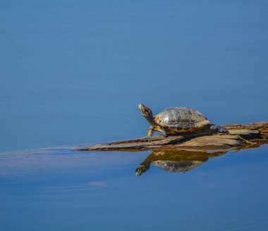 Turtle, Trachemys Scripta, Luchs Gölü 'nde güneşlenen bir gölet kaydırağı. Prescott, Yavapai County, Arizona ABD