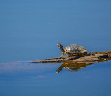 Turtle, Trachemys Scripta, a pond slider basking in the sun on Lynx Lake. Prescott, Yavapai County, Arizona USA clipart