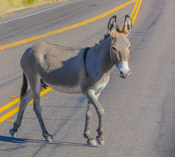 Free Roaming Wild Burro Parque Regional Lake Pleasant Desierto Sonora — Foto de Stock