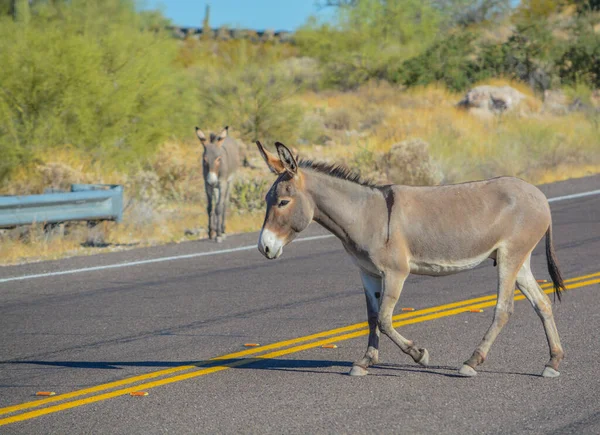 Free Roaming Wild Burro Parque Regional Lake Pleasant Desierto Sonora — Foto de Stock