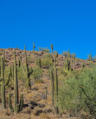 Saguaro Kaktüsü, Lake Pleasant Bölgesel Parkı, Sonoran Çölü, Arizona ABD 'de yetişiyor.