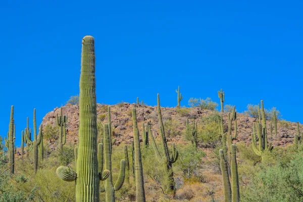 Saguaro Cactus Groeit Het Lake Pleasant Regional Park Sonoran Desert — Stockfoto