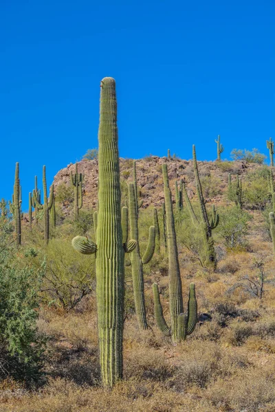 Saguaro Cactus Växer Lake Pleasant Regional Park Sonoran Desert Arizona — Stockfoto