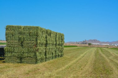 Alfalfa Hay, büyüdü, Baled, mağazaları beslemek için gönderilmeye hazır. Goodyear, Maricopa County, Arizona ABD