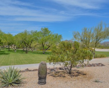 Fıçı Kaktüsü, Ferocactus Cylindraceus, Güneybatı Çölü, Maricopa County, Arizona