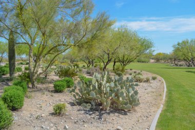 Güzel Mesquite Ağaçları ve Güneybatı Çölünde Armut Kaktüsü, Maricopa County, Arizona