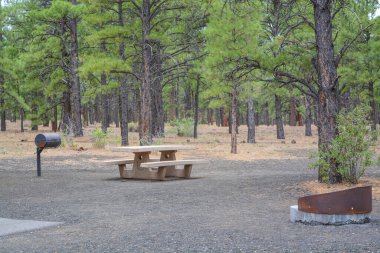 Bonito kamp alanı, Ponderosa Çam Ağaçları, Flagstaff, Coconino County, Arizona ile çevrili.