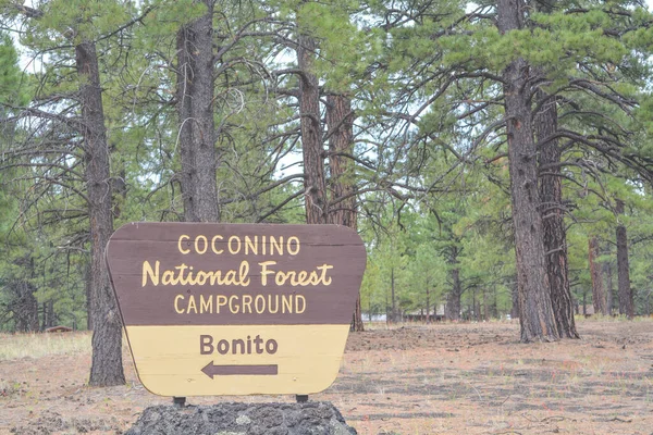 Coconino National Forest Campground Sign North Arizona Pine Forest — Stock fotografie