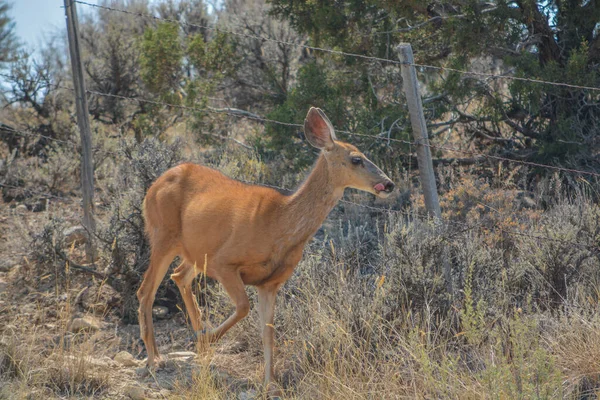 Ciervo Mulo Salvaje Campo Delta Colorado — Foto de Stock