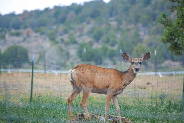 Ciervo Mulo Salvaje Campo Delta Colorado — Foto de Stock