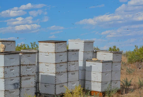 Colmenas Miel Occidentales Para Polinización Miel Utah — Foto de Stock