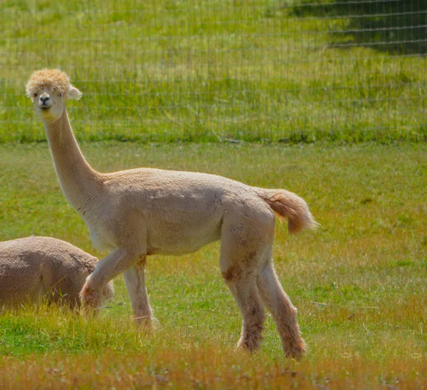Lamas Från Sydamerika Från Kamelfamiljen Och Mycket Sociala Djur Med — Stockfoto