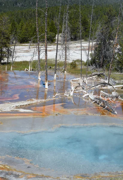 Cuenca Del Géiser Inferior Wyoming Aguas Termales Vapor Azul Árboles — Foto de Stock
