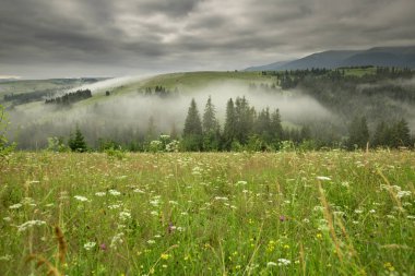 Glade çiçek ve bir dağ gündoğumu