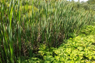 Bulrush. Marsh bitkiler.