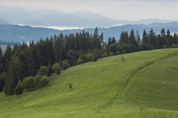 Prairie de montagne avec herbe verte, sentiers et forêt — Photo