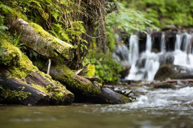 Günlükleri ormandaki küçük bir şelale arka plan üzerinde yosun kaplı