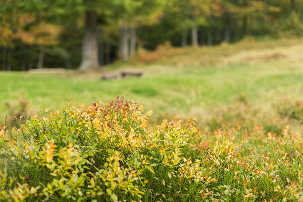 Yellowed bush blueberries on background of forest glade with autumn trees