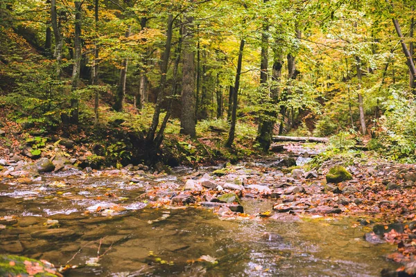 Malý Potůček Podzimním Bukovém Lese Padlé Listí Staré Klády Skály — Stock fotografie