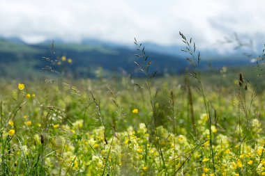 Kır çiçekleri ile bulutlar dağlar arka planı ile güzel çayır alan. Kır çiçekleri portre.