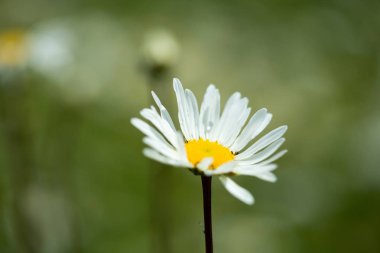 Papatya vahşi bir çayır üzerinde. Daisy tıbbi bir bitkidir.