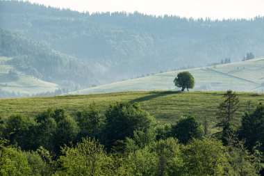 Bulutlu havalarda güzel dağ manzarası. Bir tepe üzerinde yalnız ağaç.