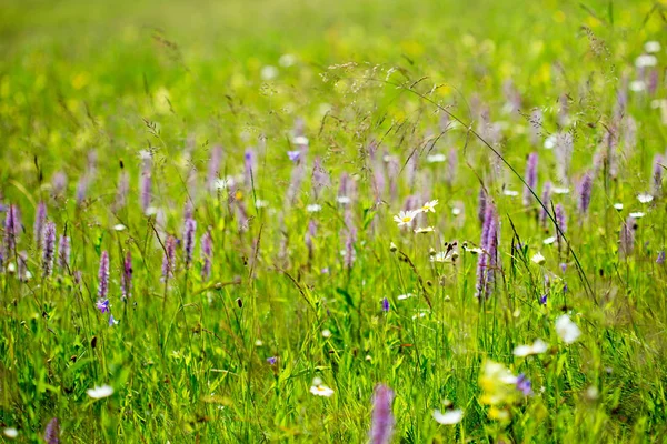 Vackra Ängen Fält Med Vilda Blommor Våren Blommor Closeup — Stockfoto