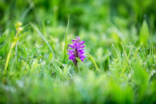 Orchis Orquídea Selvagem Close Grama — Fotografia de Stock