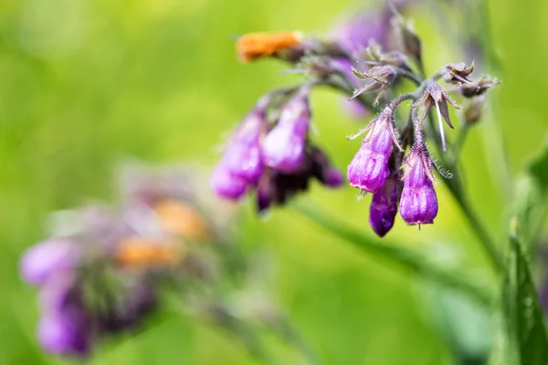 Mor papatya çiçekleri. Vahşi bitki. Symphytum officinale 