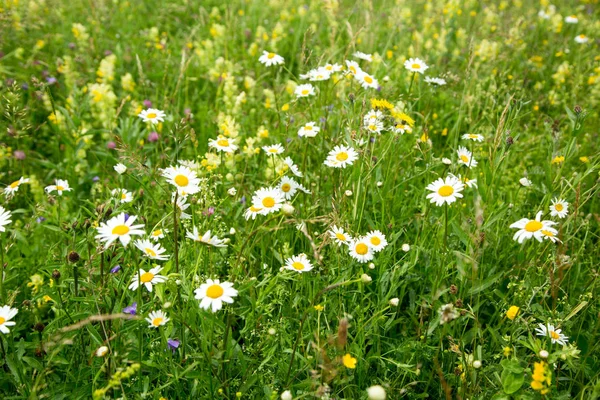 Schöne Wiese Mit Wilden Blumen Frühling Wildblumen Nahaufnahme — Stockfoto