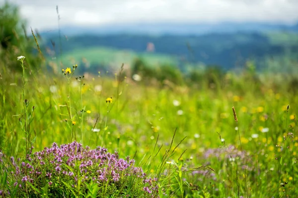 Beautiful meadow field with wildflowers against the background of mountains with clouds. Wildflowers closeup.