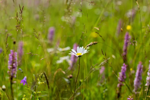 Vackra Ängen Fält Med Vilda Blommor Våren Blommor Closeup — Stockfoto