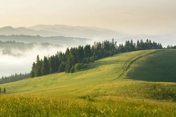 Horská Louka Trávou Stezka Les Hory Pozadí — Stock fotografie