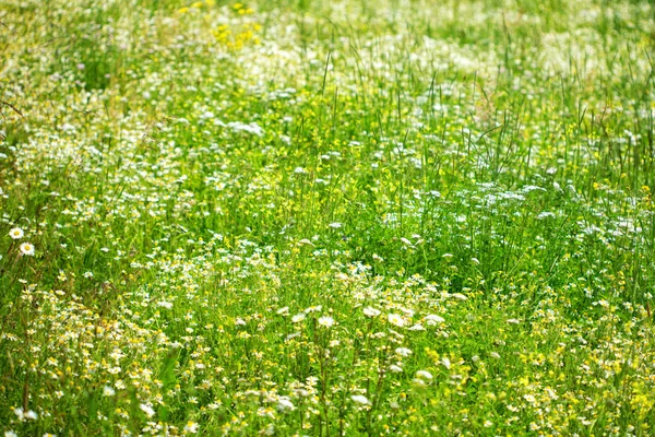 Vackra Ängen Fält Med Blommor Mot Bakgrund Berg Med Moln — Stockfoto