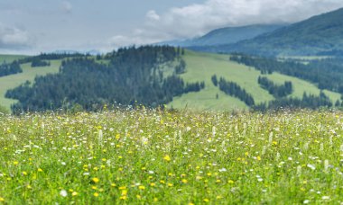 Çiçek glade dağ silsilesi zemin karşı. Karpatlar, dağlarda yaz peyzaj.
